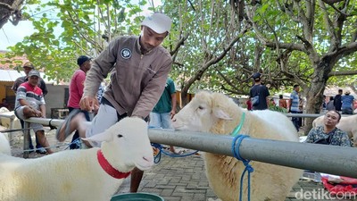 Meriahnya Kontes Domba di Lumajang