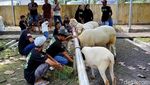Meriahnya Kontes Domba di Lumajang