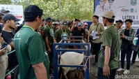 Dalam kontes domba ini, ada beberapa kriteria penilaian meliputi berat domba, kesehatan domba serta keserasian domba.