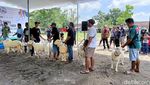 Meriahnya Kontes Domba di Lumajang