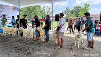 Sebanyak 65 ekor domba jenis lokal, crossing morino dan crossing texel milik peternak domba di Lumajang mengikuti kontes domba di pasar hewan Lumajang.