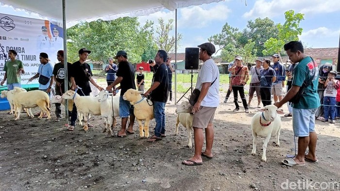 Kontes Domba di Lumajang Kontes Domba di Lumajang