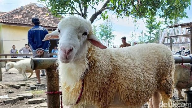 Kontes Domba di Lumajang