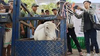 Kegiatan kontes domba tersebut digelar oleh Asosiasi Peternak Domba Lumajang (APDL) sebagai ajang silaturahmi para peternak domba di Lumajang.