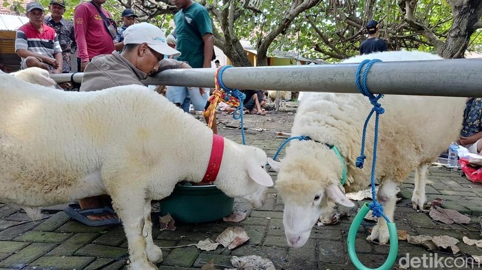 Kontes Domba di Lumajang