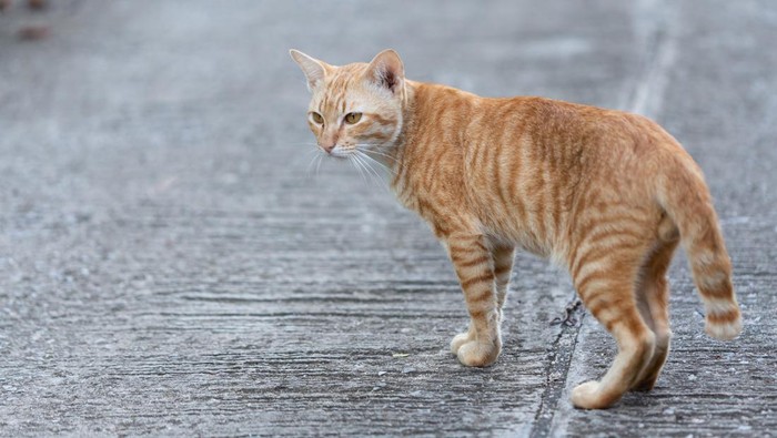 Kucing Liar yang Sering Berak dan Kencing Sembarangan