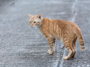 5 Cara Alami Mengusir Kucing agar Tidak Pipis di Sekitar Rumah