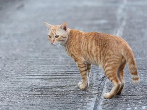 7 Cara Menghilangkan Bau Kotoran Kucing di Berbagai Tempat, Langsung Hilang!