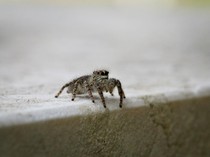 5 Cara Ampuh Basmi Sarang Laba-laba dengan Mudah