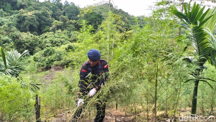 Ladang ganja di Aceh Besar dimusnahkan BNN