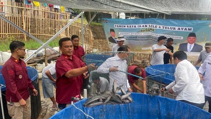 Panen Ikan Lele di Lapas Sukamiskin