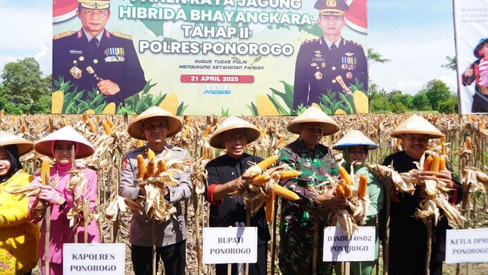 Panen jagung Ponorogo