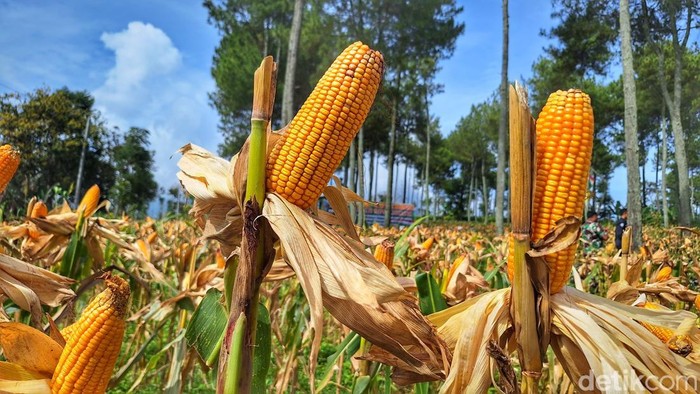 Penanaman jagung di Arjasari Bandung