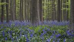 Pesona Bunga Bluebells di Hutan Hallerbos Belgia