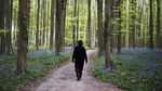 Pesona Bunga Bluebells di Hutan Hallerbos Belgia