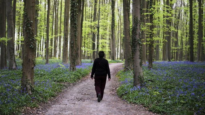 Hamparan bunga bluebells mewarnai jalur setapak di Hallerbos, Belgia. Warga dan wisatawan menikmati keajaiban tahunan musim semi ini.