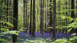 Pesona Bunga Bluebells di Hutan Hallerbos Belgia