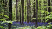 Langkah tenang di tengah hamparan bunga biru di selatan Brussels.