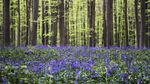 Pesona Bunga Bluebells di Hutan Hallerbos Belgia