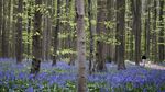 Pesona Bunga Bluebells di Hutan Hallerbos Belgia
