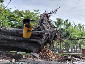 Pohon Beringin Tua Tumbang di Garut, Tiga Motor Rusak
