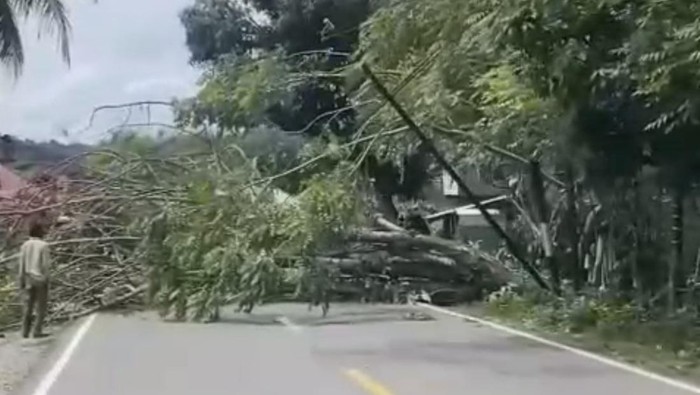 Pohon tumbang di Jalan Lintas Barat Sumatera di ruas Painan-Balai Selasa, Kabupaten Pesisir Selatan