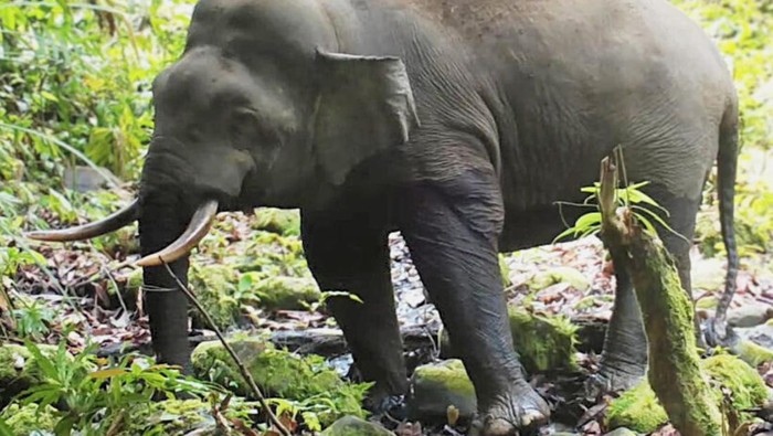 5 Fakta Menarik Gajah Mini Borneo, Si Paling Mungil di Asia
