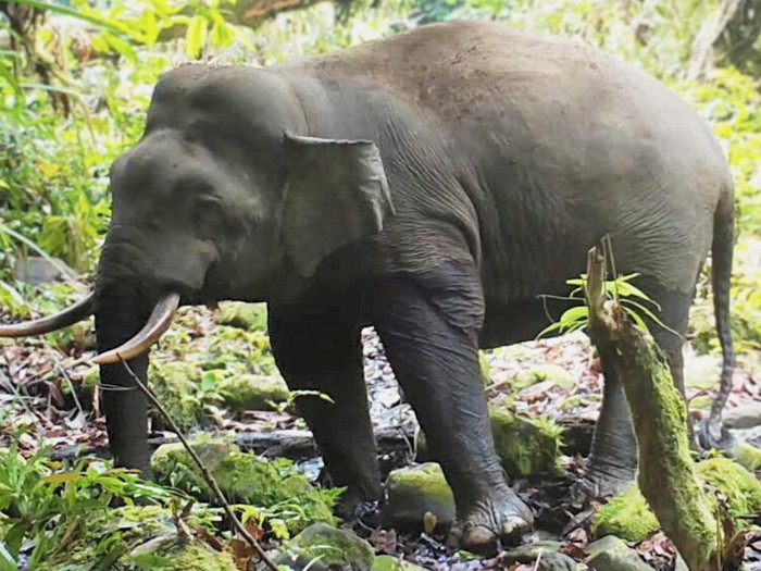 Populasi gajah mini (Pygmy elephant) di Kabupaten Nunukan, Kalimantan Utara diperkirakan hanya tinggal 8 hingga 13 ekor berdasarkan survei terbaru. Gajah-gajah yang ditemukan di Desa Naputi, Kecamatan Tuin Onsoy menghadapi ancaman serius akibat deforestasi, perkebunan sawit, dan potensi konflik lahan dengan manusia.