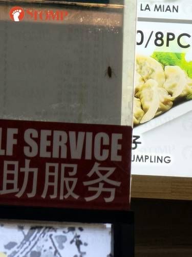 Protes Ada Kecoak saat Makan di Resto, Wanita Ini Diabaikan Karyawan