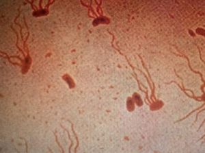 Penyakit Thypus Berkembang, Antibiotik Jadi Tidak Ampuh Lagi