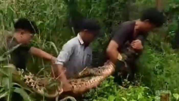 Sejumlah pemuda menggotong buaya 3 meter yang ditemukan di ladang jagung di Bangkalan.