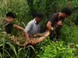 Heboh Ada Buaya Ompong Berukuran 3 Meter di Ladang Jagung
