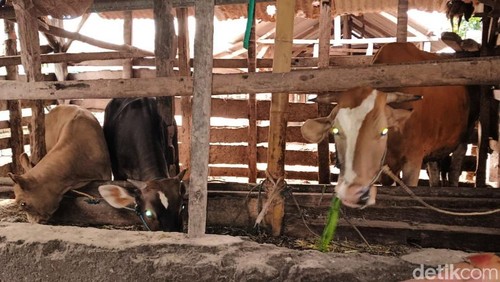 Sapi di kandang milik peternak di Lombok Timur, Kamis (24/4/2025).