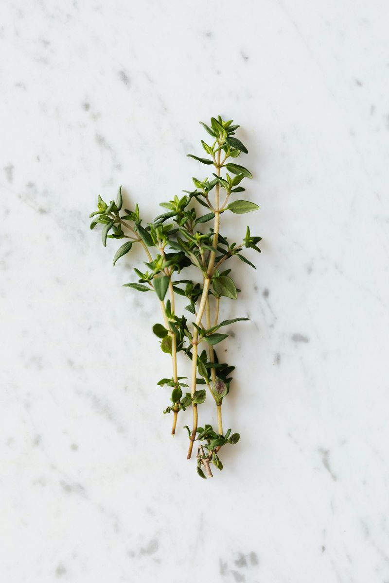 thyme/timi