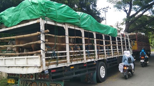 Truk pengangkut sapi dari Bima, NTB, akan menuju Jabodetabek beberapa waktu lalu.