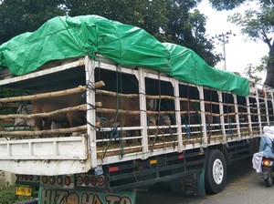Dinas Pertanian Bali Terbitkan Surat Izin Melintas untuk Truk Sapi dari NTB