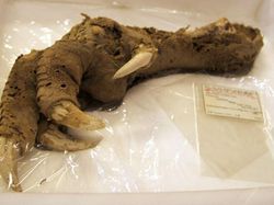 Artefak dari Masa Lalu yang Punya Kisah Mencengangkan