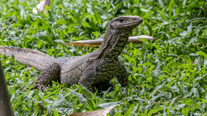 Biawak