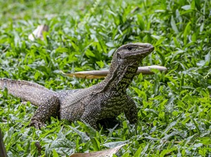 Hukum Memakan Biawak dalam Islam, Apakah Halal atau Haram?
