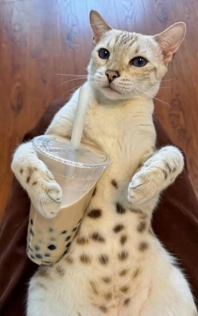 Foto hewan lucu