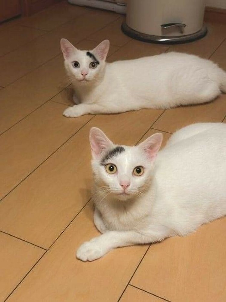 Foto hewan lucu