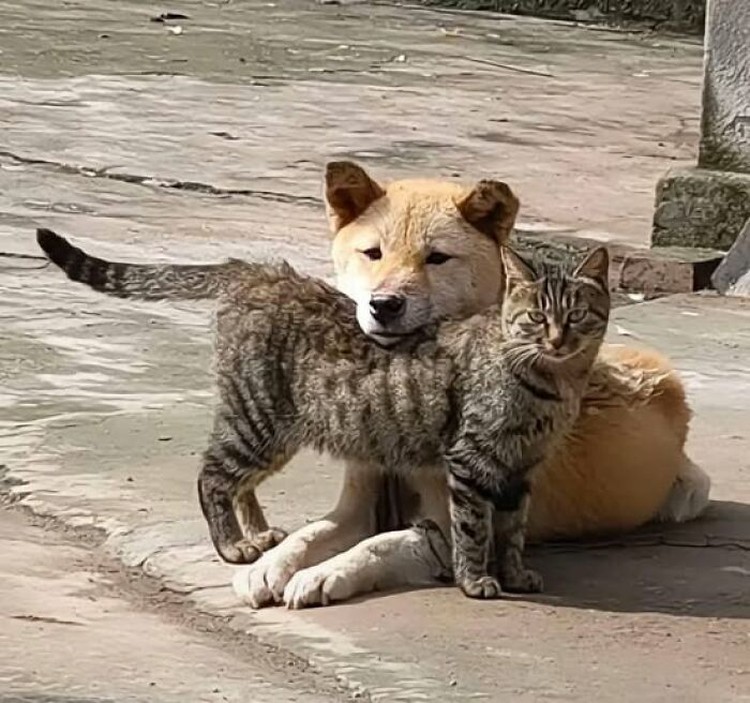 Foto hewan lucu