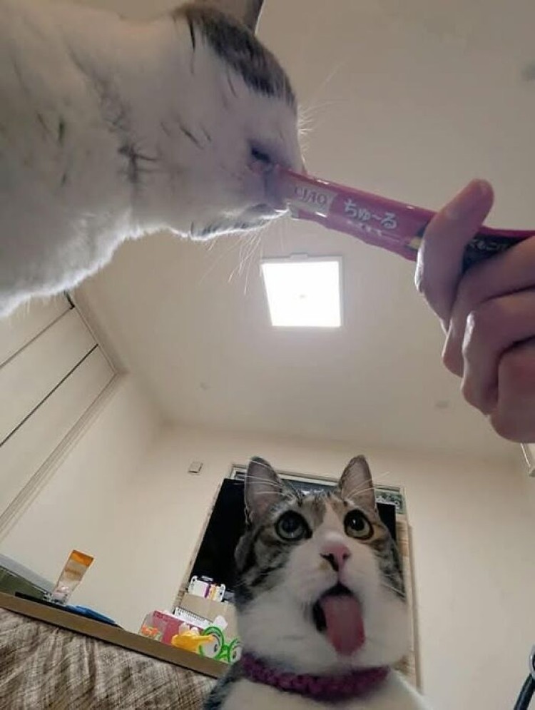 Foto hewan lucu