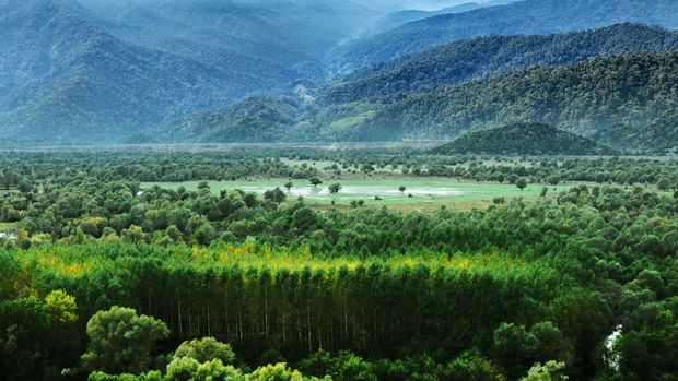 Ini 10 Provinsi dengan Hutan Lindung Terluas di indonesia