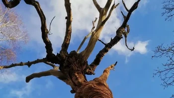 Sebuah karya mencolok yang menggambarkan alam sebagai entitas hidup. Foto: Reddit siorourke via Brightside