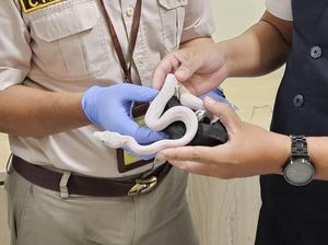 WNA Bawa 6 Ular Piton Albino dan 8 Biawak di Bandara YIA Diamankan