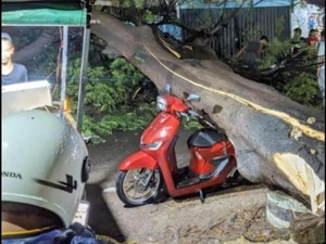 Pohon Tumbang Timpa Pemotor di Gunungputri Bogor, Tiga Orang Luka