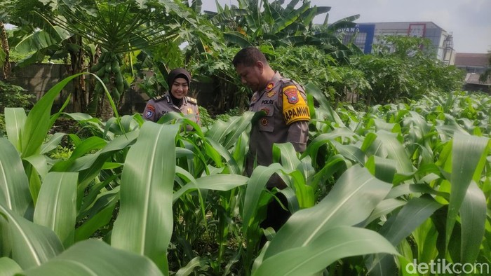 Polisi menanam jagung di dekat Bundaran Waru Sidoarjo