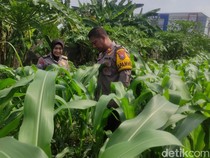 Lahan Kosong Dekat Bundaran Waru Sidoarjo Dimanfaatkan untuk Tanam Jagung