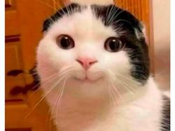 Meme Random yang Bikin Para Cewek Bilang Iya Lagi